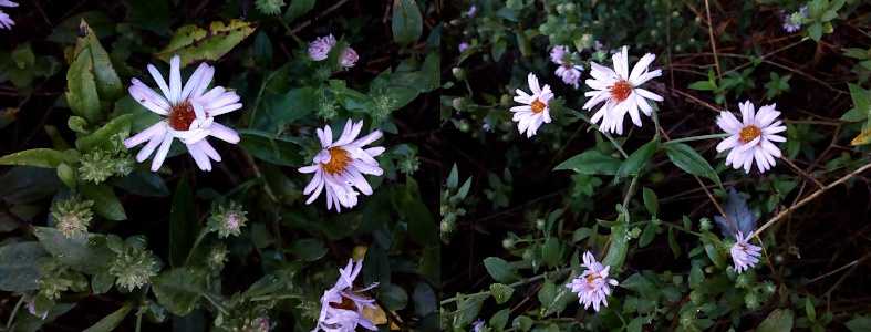 [Two photos spliced together. On the left is a close view of two blooms fully opened with many others in the completely closed still-green phase. The flowers each have approximately twenty long thin petals which are light purple. The center of the bloom is a plump yellow clump. On the right are three blooms of which two of them have the plump yellow-red center visible. The third bloom has the petals curled over the center.]